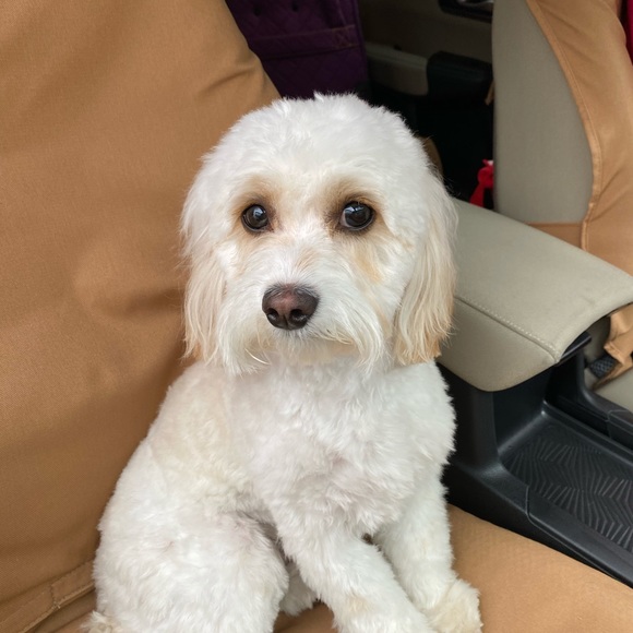 Meet your Posher, Kate - Picture 1 of 1